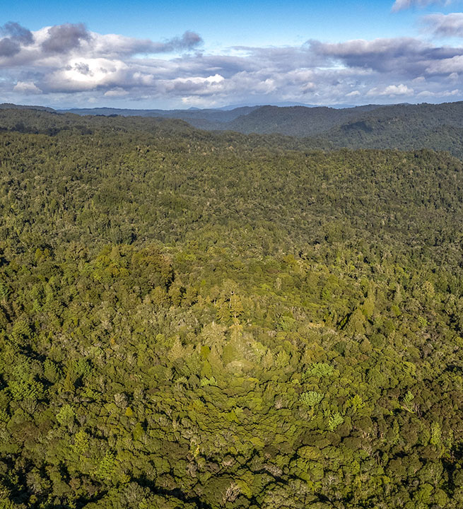 Puketi Eco Walk – full Day higlight