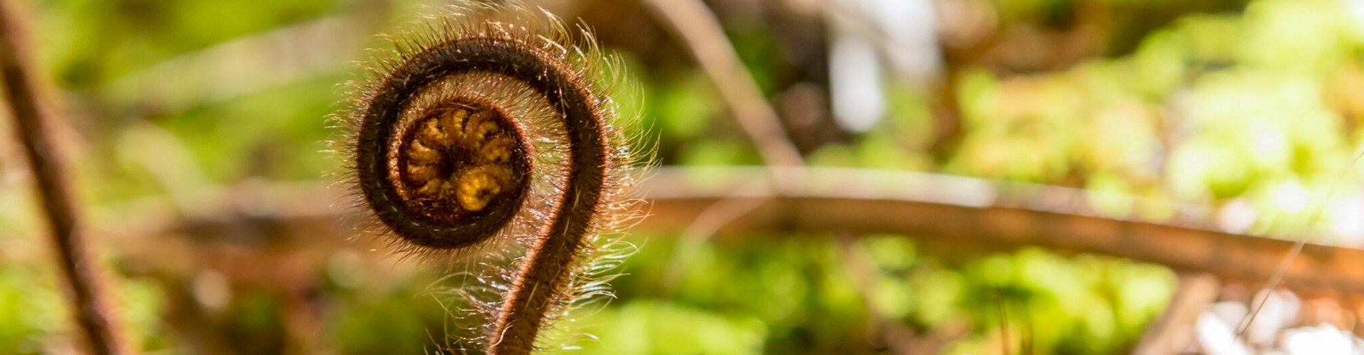 Guided Forest Walks